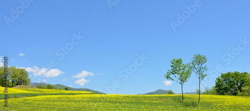 初夏の高原・青空と花の風景 photo