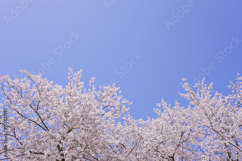 満開の花と青空