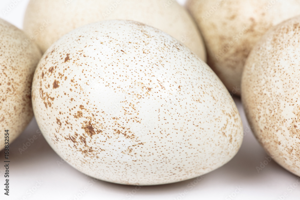 Spotted eggshell of a partridge egg