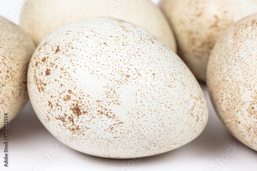 Spotted eggshell of a partridge egg