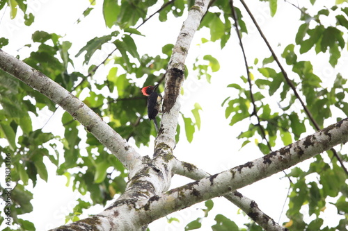 White-bellied woodpecker (Dryocopus javensis parvus) in Simeulue Island, western Sumatra, Indonesia
