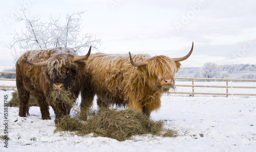 highland cows eating 