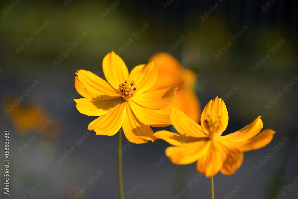 黄色い花 黄色い花