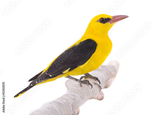 Φωτογραφία Eurasian Golden Oriole (Oriolus oriolus)