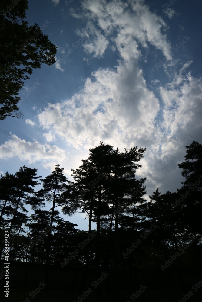 Obraz premium sky tree