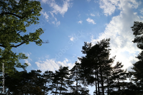 sky tree