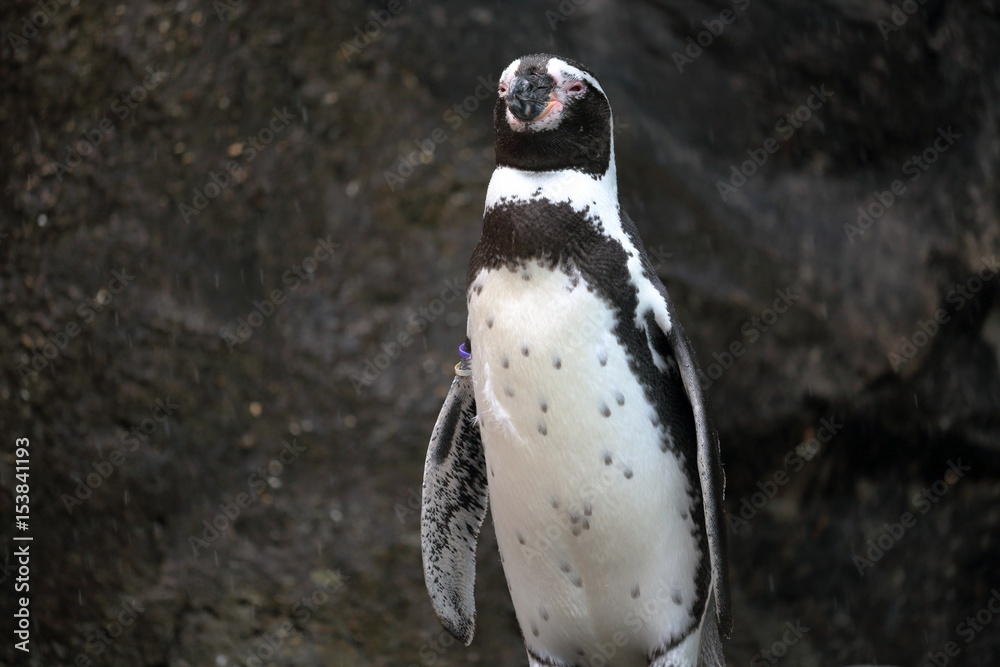 Fototapeta premium フンボルトペンギン