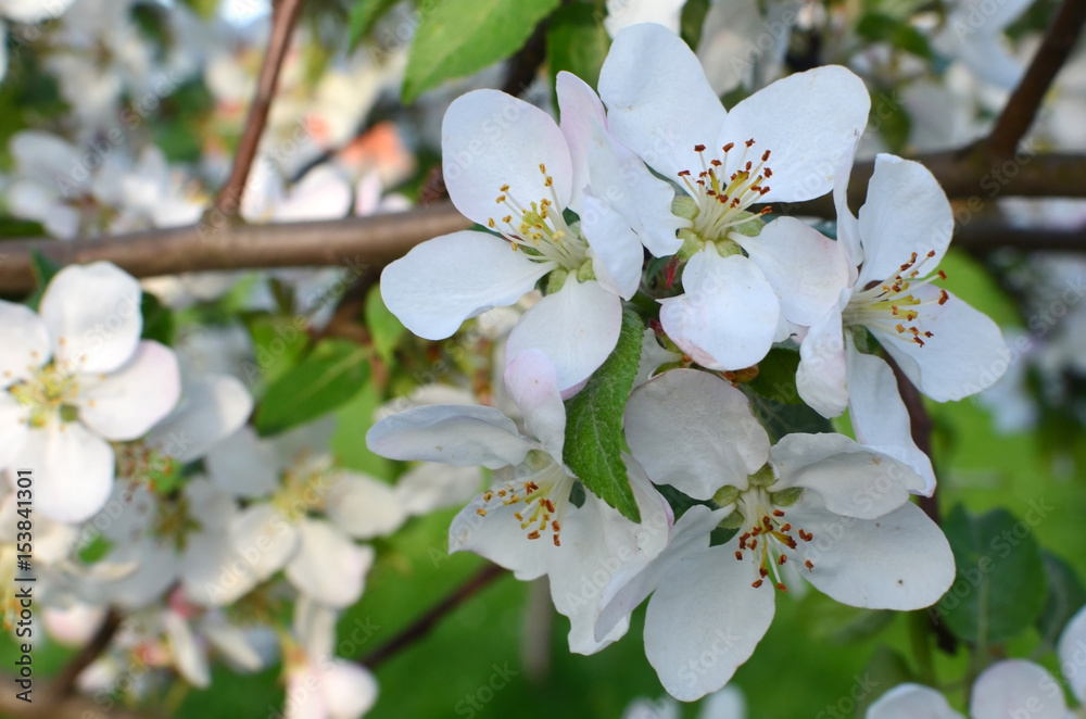 Blooming apple