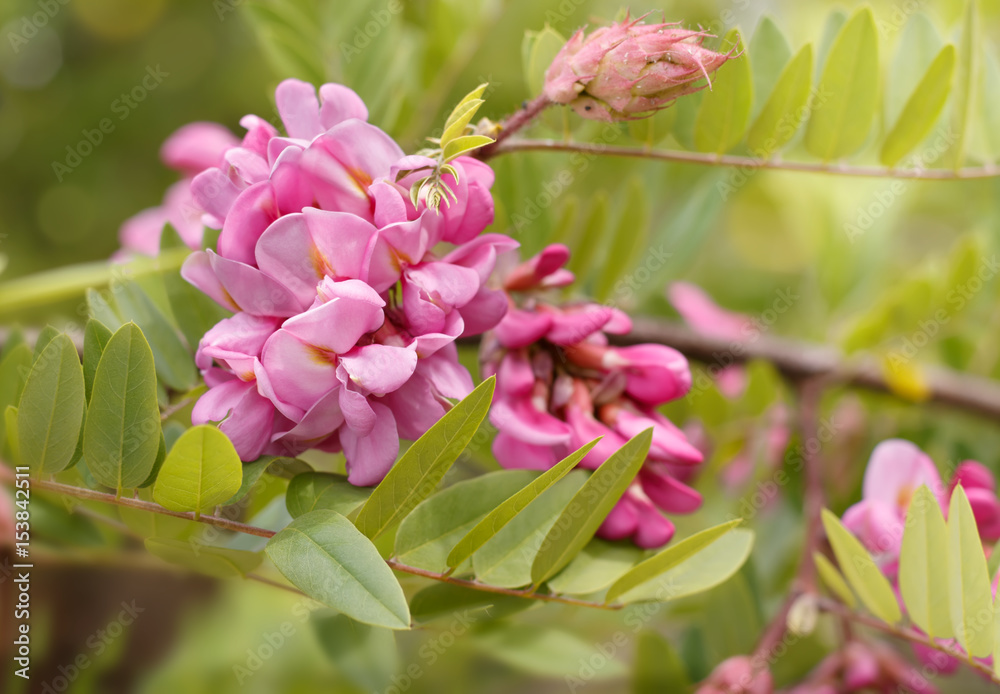 closeup flowers of blossoming pink acacia (known as Robinia Viscosa). Horizontal composition.