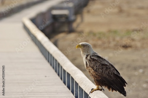 Eagle with Wooden path in Hokkaido 木道桟橋に佇むオジロワシ