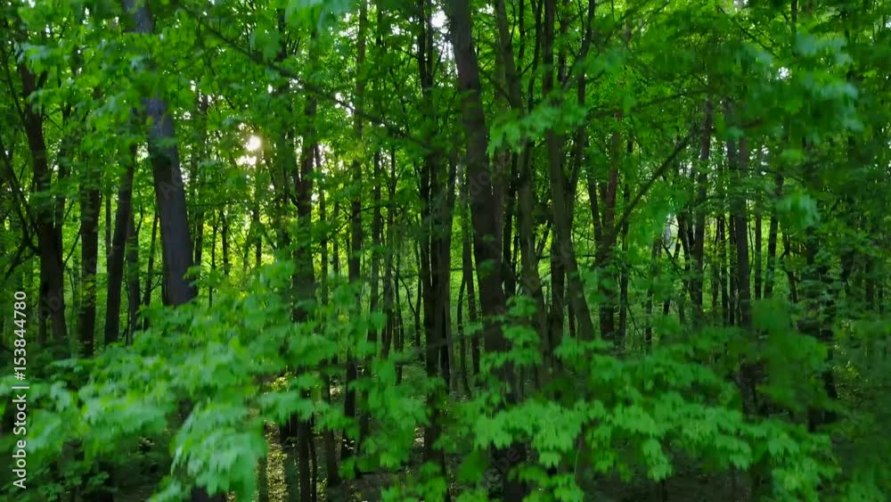 Morning in the wood. Sun's rays pass through the trees Morning in the wood. Sun's rays pass through the trees
