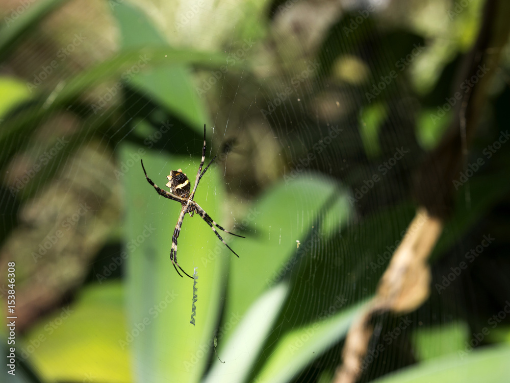 Spider Spider