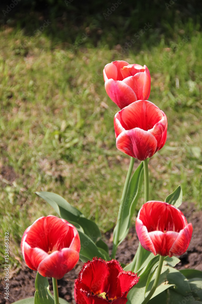 Naklejka premium Red tulips