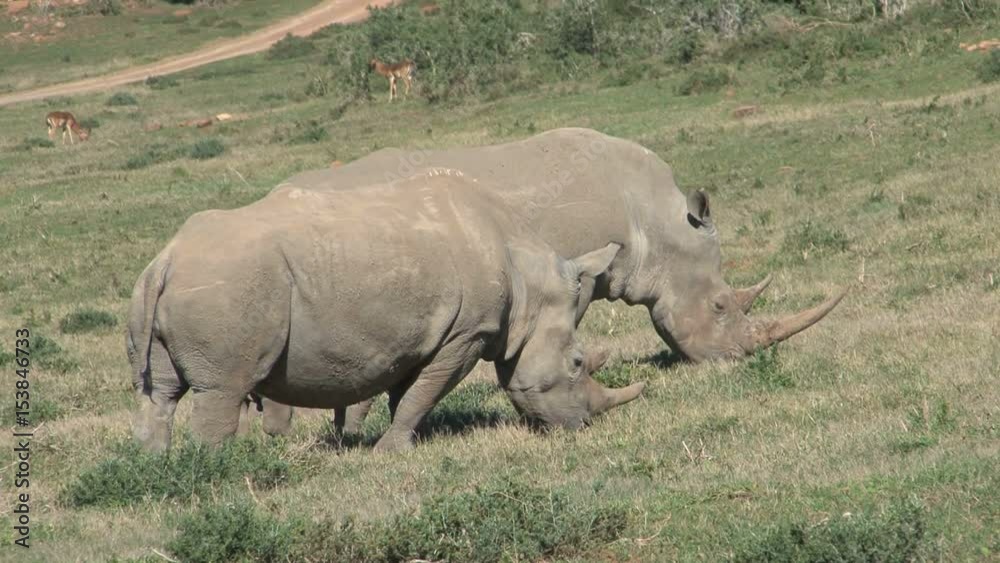 Rhinos eating Rhinos eating