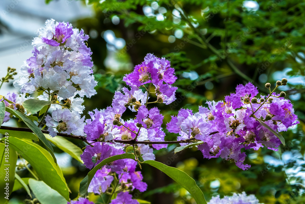 Fototapeta premium The lagerstroemia indica were blooming in nature