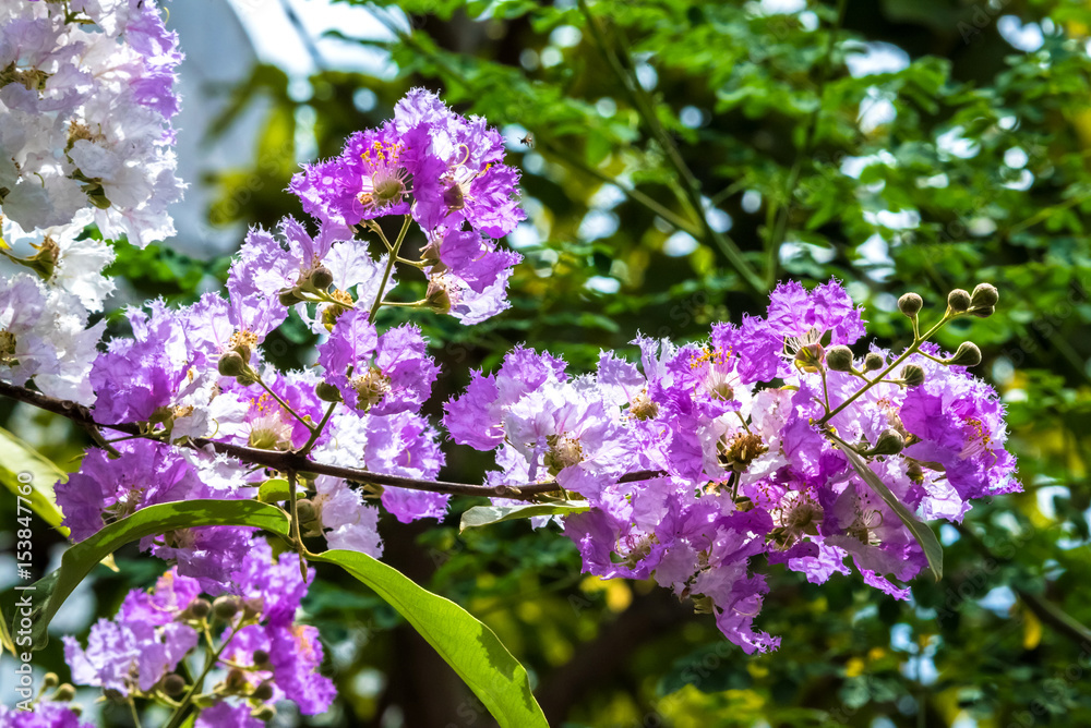The lagerstroemia indica were blooming in nature