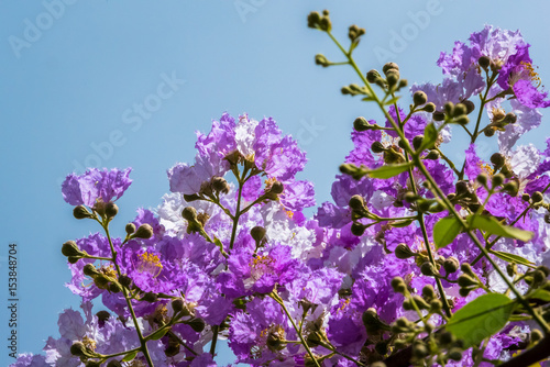 The lagerstroemia indica were blooming in nature