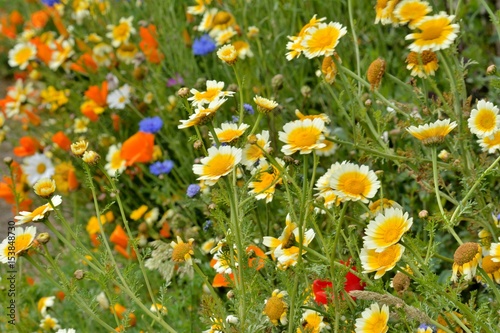 Fleurs des bords de routes en Bretagne dans le Tr  gor