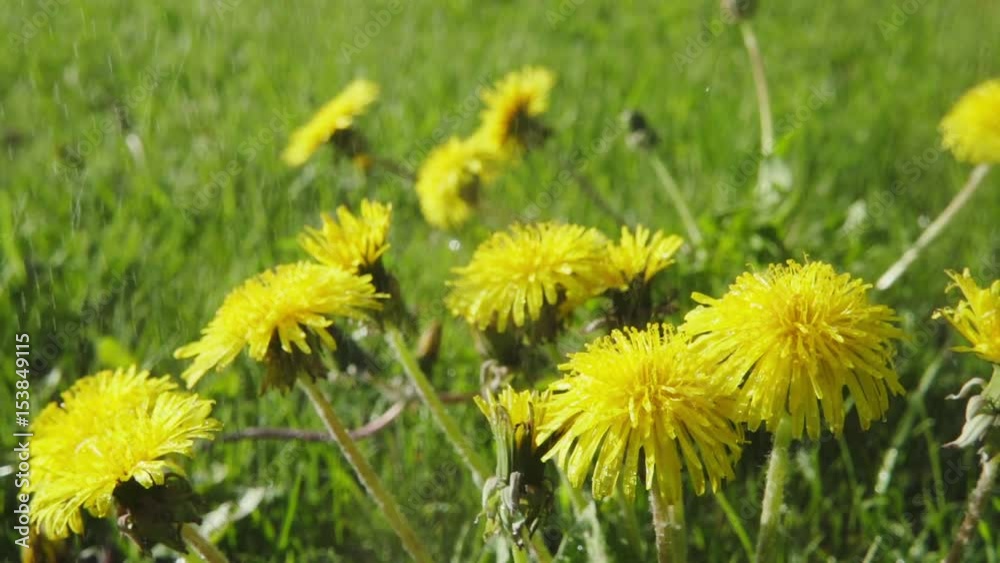 Rain and dandelion flowers, slow motion 250 fps Rain and dandelion flowers, slow motion 250 fps