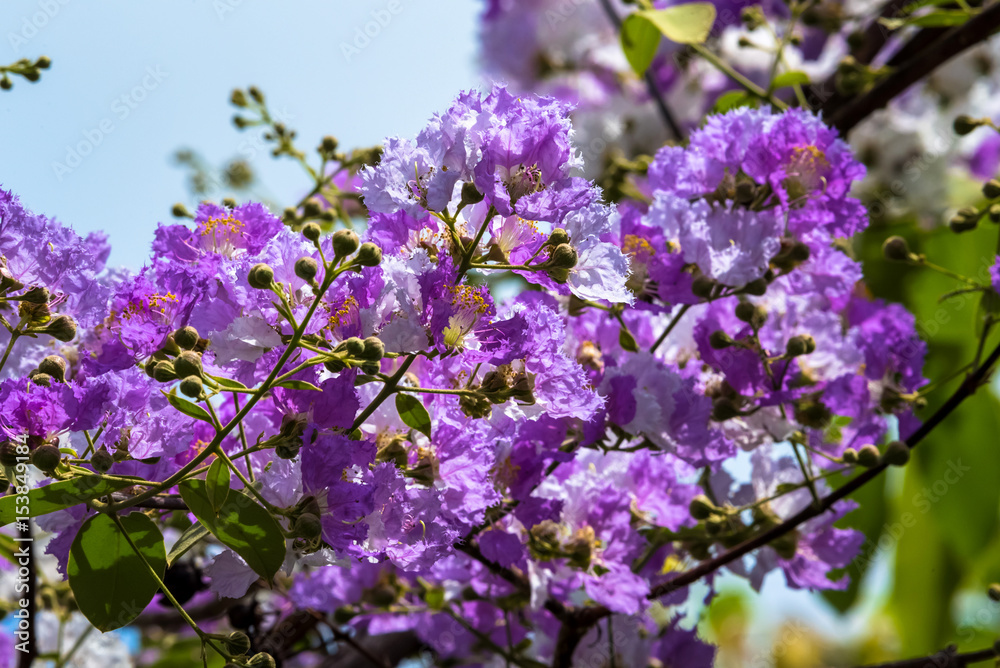 The lagerstroemia indica were blooming in nature The lagerstroemia indica were blooming in nature