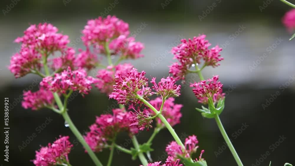 Rote Spornblume (Centranthus ruber) Rote Spornblume (Centranthus ruber)