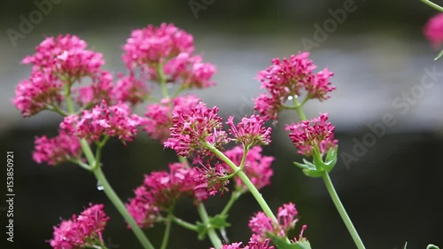 Rote Spornblume (Centranthus ruber) photo