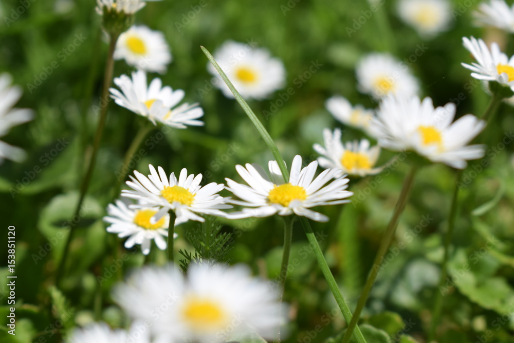 daisy daisy