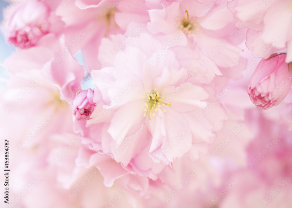 Kirschblüten auf  Baumzweigen