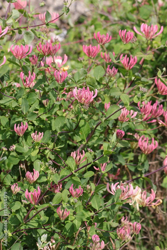 Chevrefeuille des jardins en fleurs, Lonicera caprifolium Chevrefeuille des jardins en fleurs, Lonicera caprifolium