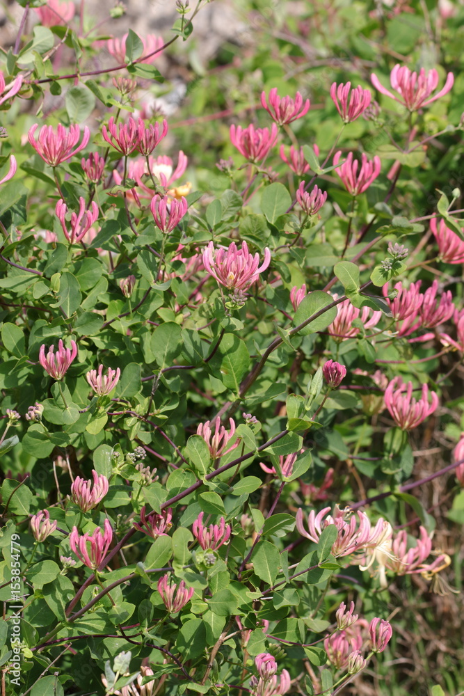 Chevrefeuille des jardins en fleurs, Lonicera caprifolium