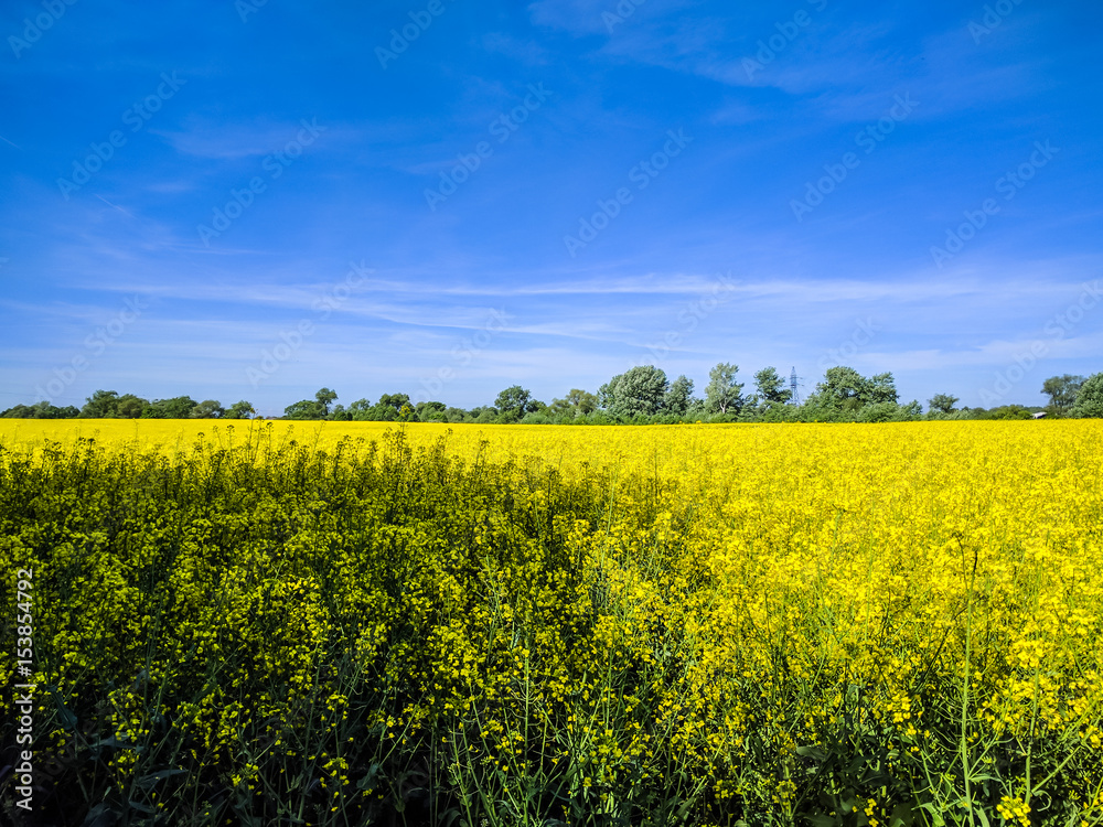 Fototapeta premium Wild nature ladsncape background in the spring season