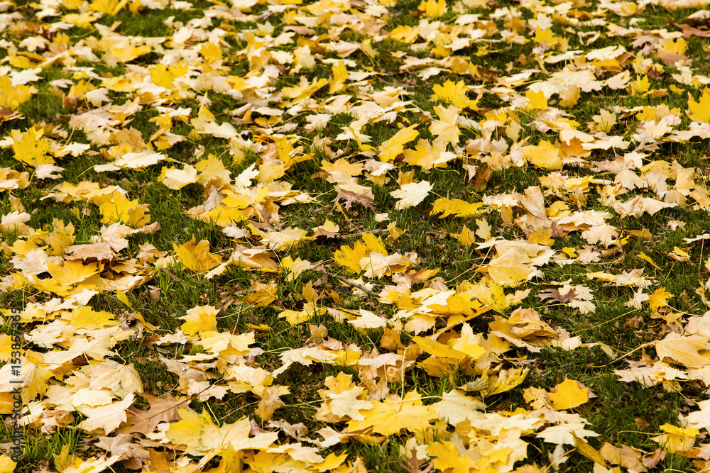 Obraz premium Fall Exfoliation on Grass