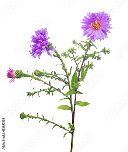violet color isolated garden flower