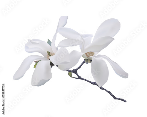 white Magnolia Lobnera vector flowers