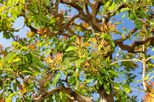ヤマモモの新葉 Stock 写真 Adobe Stock ヤマモモの新葉 Stock 写真 Adobe Stock