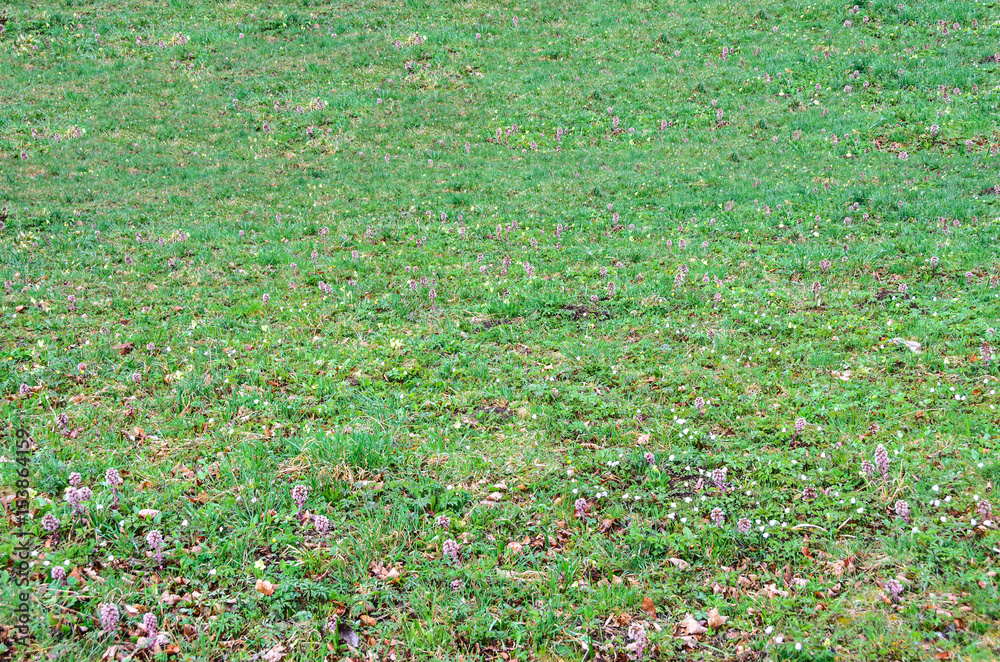 Obraz premium Green field with grass and colored wild flowers, outdoor texture