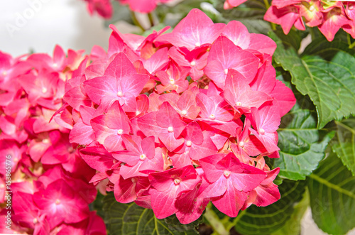Red and pink Hydrangea flowers, hortensia close up isolated
