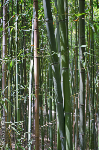 Bamboo forest - zen view