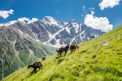 Summer mountain landscape with horses grazing on alpine meadow and mountains Donguzorun and Nakra Tau on the horizon.