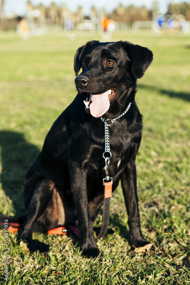 Mixed Labrador Dog Park Portrait