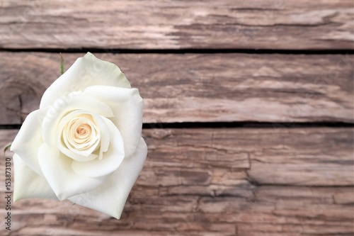 white rose on old wooden table, close up and copy space 