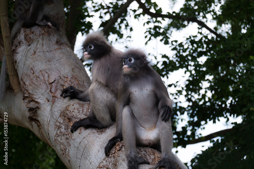 Dusky leaf monkey, Dusky langur, Spectacled langur in Prachuap Khiri Khan,Thailand