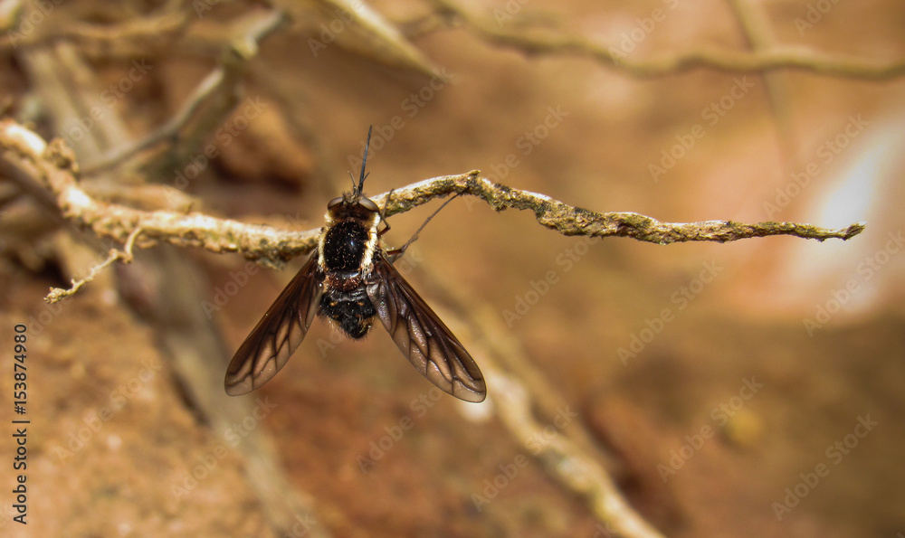 quaint bee fly found in Brazil