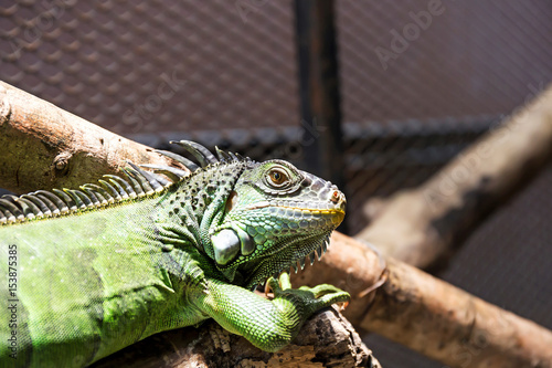 lguana on wood in nature