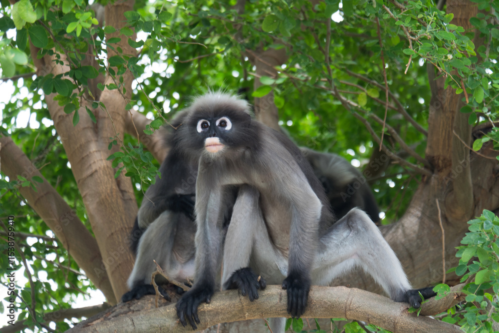 Obraz premium Dusky leaf monkey, Dusky langur, Spectacled langur in Prachuap Khiri Khan,Thailand