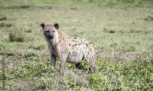 Spotted Hyena (Crocuta crocuta) on the Grassy Plains of the Serengeti in Northern Tanzania
