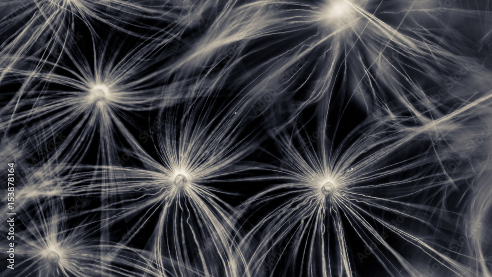 Fototapeta premium Fluffy fireworks