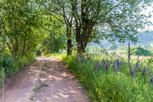 Fototapeta Naklejka Na Ścianę i Meble -  Droga na szlaku w lecie