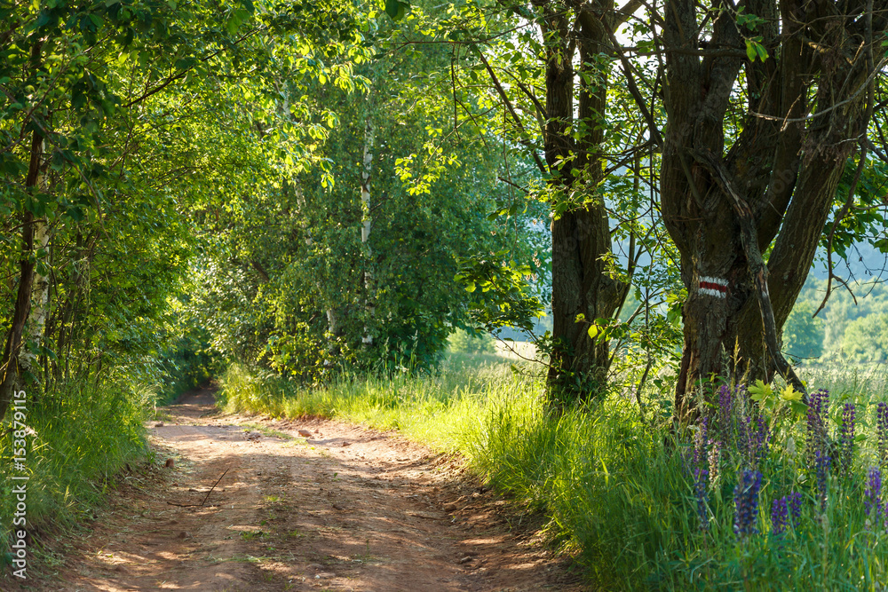 Fototapeta premium Droga w na szlaku