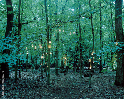 Lanterns hanging from trees in forest photo